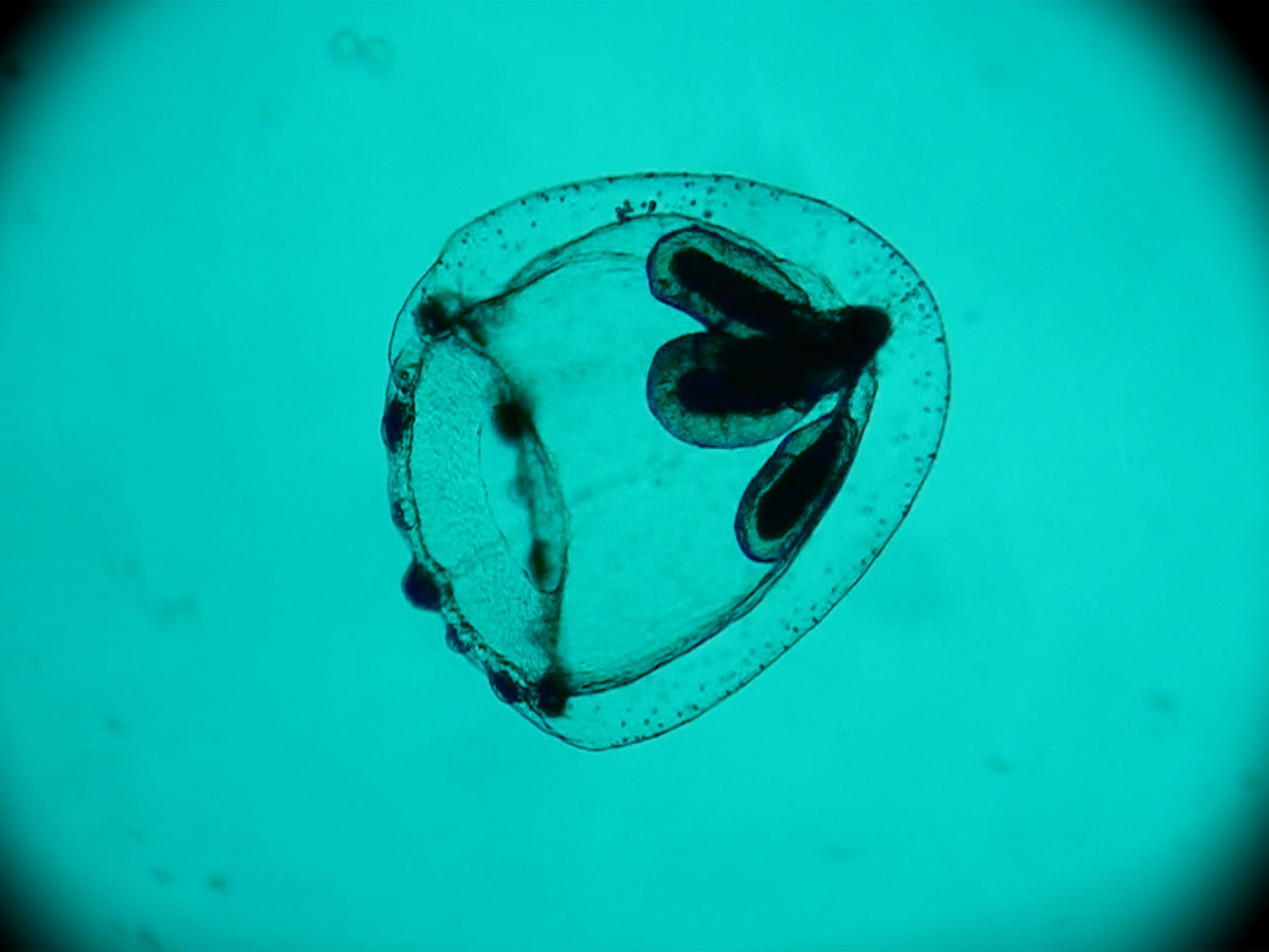 Medusa_detta_Spira-Mirabilis