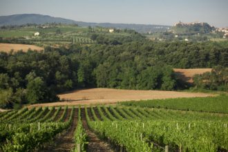 Rid CARPINETO - Vigneti del Nobile con vista su Montepulciano