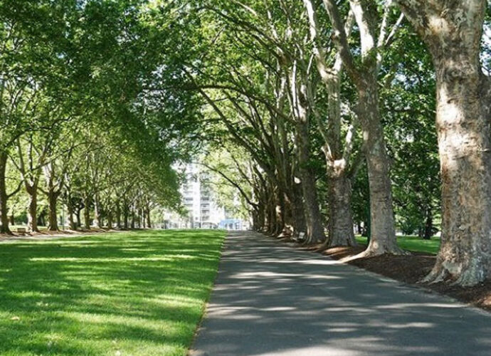 riforestazione_urbana-cop