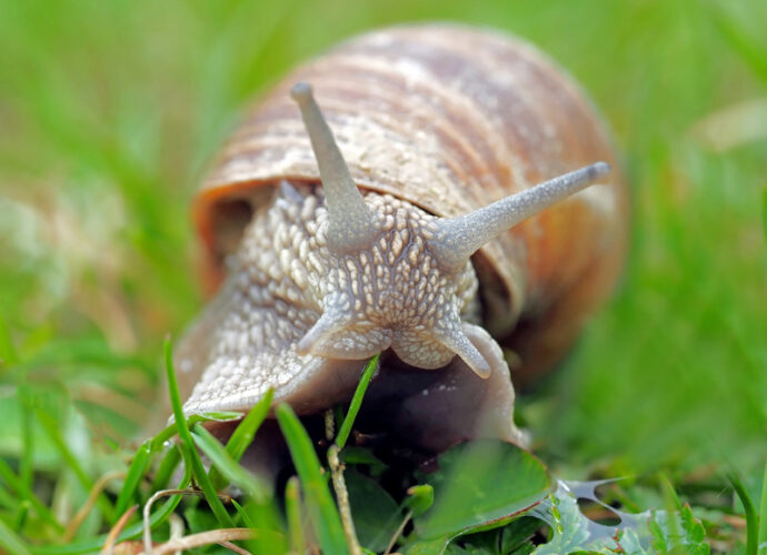 Molte-specie-animali-a-rischi-estinzione-cop