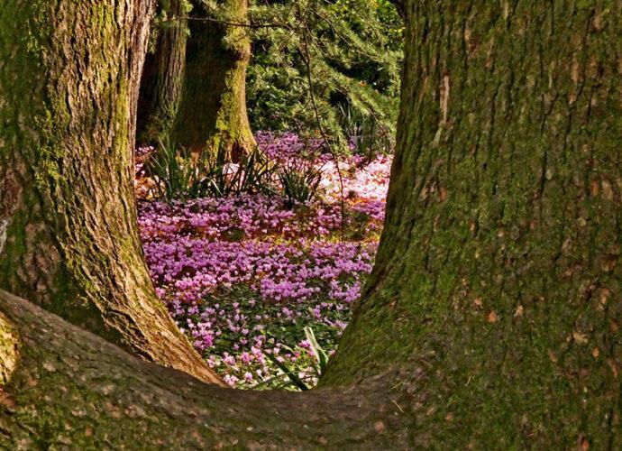 Parco-Rizzani-Pagnacco-cop