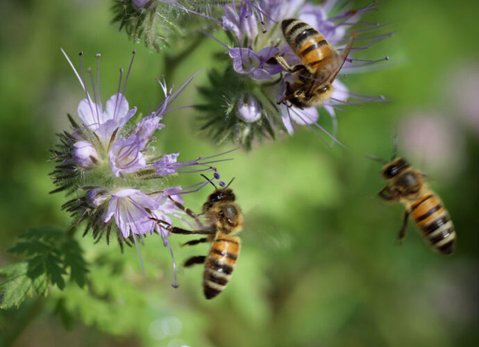 bees-6593326_1280-cop