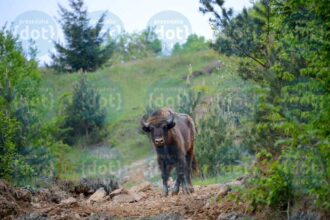 Bisonte_naturaviva-3