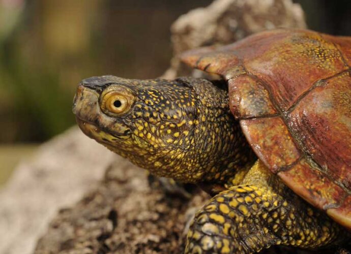 Testuggine-palustre-cop