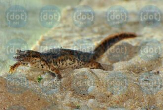 Tritone-sardo,-Bioparco-1