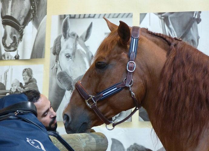 1280px-Peyo_Equita'Lyon_2019_2-cop