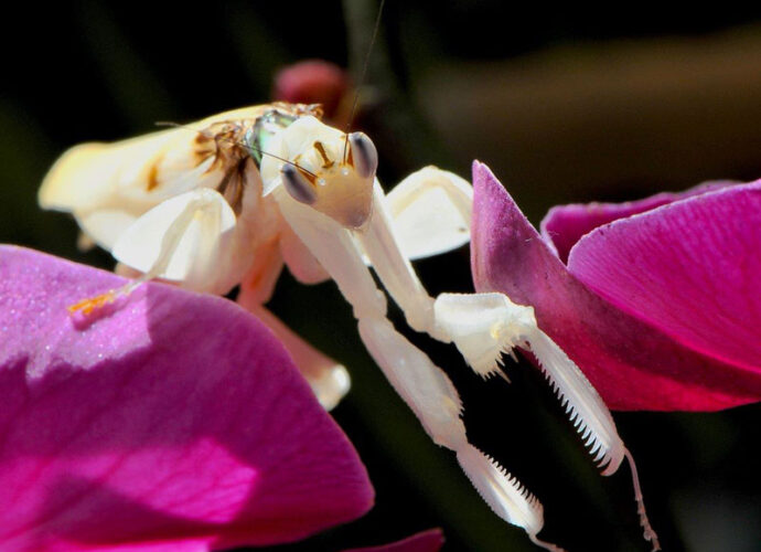 MDG_1968-mantide-orchidea_Hymenopus-coronatus-cop