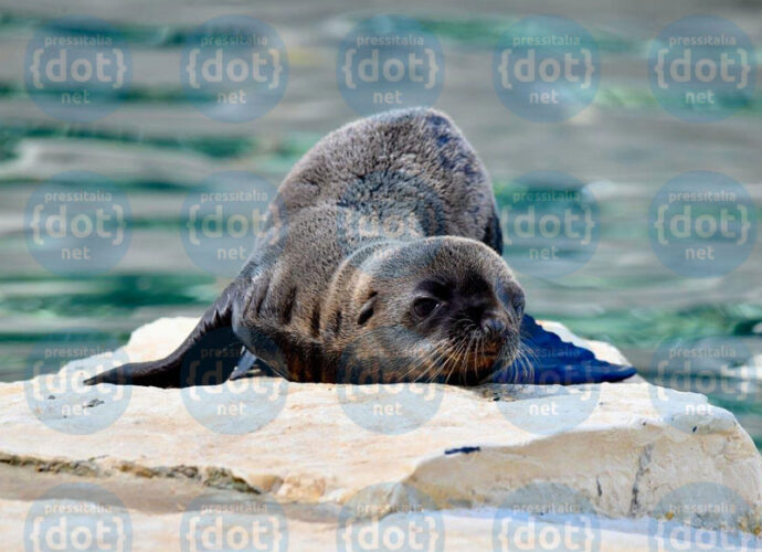 DGM_0640_OTARIE-cucciolo-cop