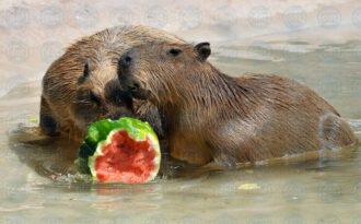 MDG_1698-capibara+anguria-2