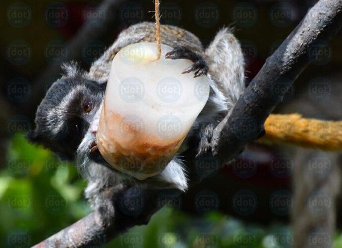 Tamarino_imperatore_MDG-cop