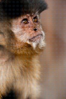 2.-Paprica_credit-Sabrina-Rossi