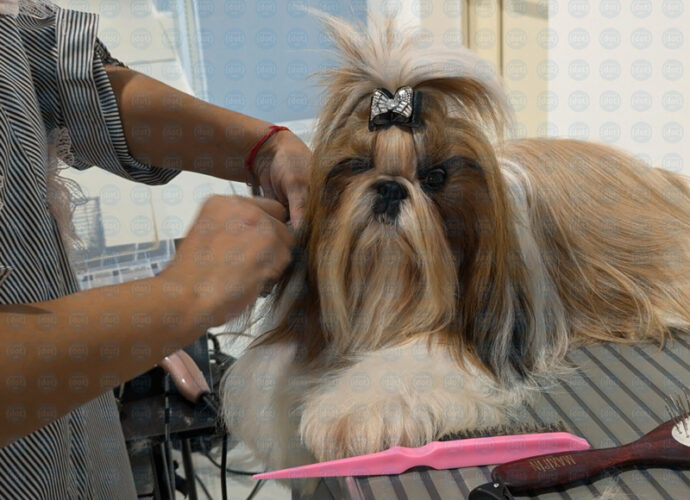 Foto-cane-Abruzzo-Winner-2024-cop