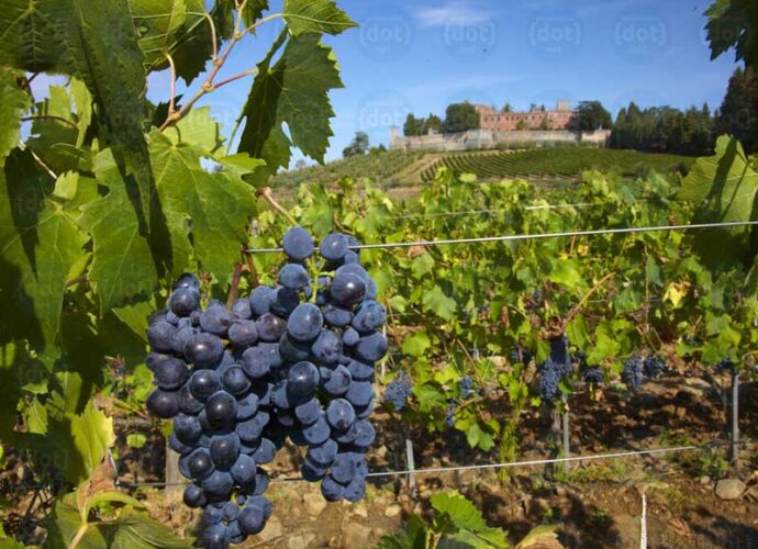 Castello-di-Brolio-(vino-Ricasoli)-cop